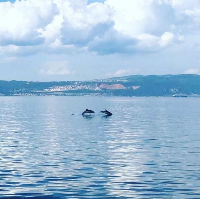 Blue Pier Hotel كوجايِلِ المظهر الخارجي الصورة